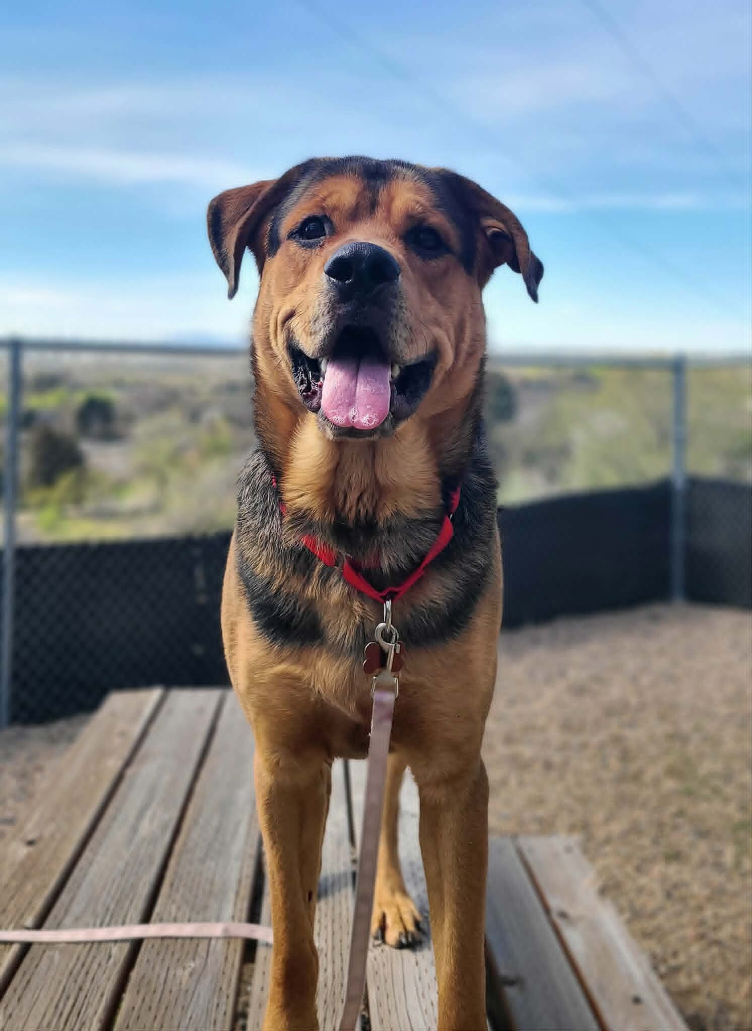 Picture of the Animal Listed